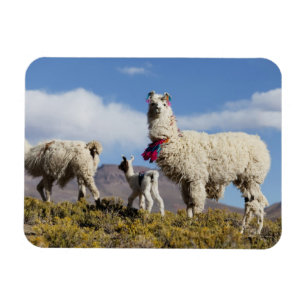 Versierde lama kudde in de Puna, Andesgebergte 3 Magneet