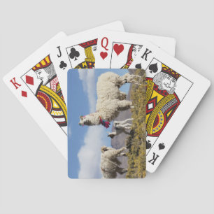 Versierde lama kudde in de Puna, Andesgebergte 3 Pokerkaarten