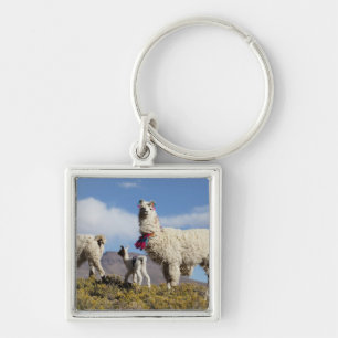 Versierde lama kudde in de Puna, Andesgebergte 3 Sleutelhanger