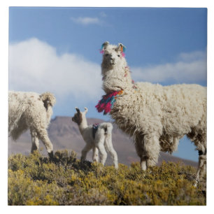 Versierde lama kudde in de Puna, Andesgebergte 3 Tegeltje