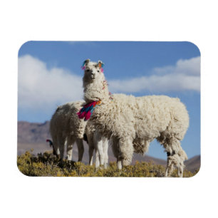 Versierde lama kudde in de Puna, Andesgebergte Magneet