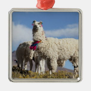 Versierde lama kudde in de Puna, Andesgebergte Metalen Ornament