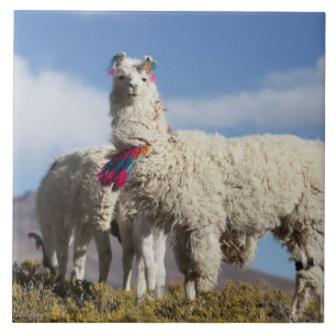 Versierde lama kudde in de Puna, Andesgebergte Tegeltje