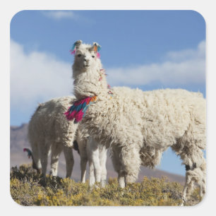 Versierde lama kudde in de Puna, Andesgebergte Vierkante Sticker