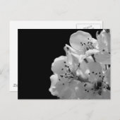 Versiering van peren ... briefkaart (Voorkant / Achterkant)