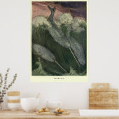  versmallen (1909) poster (Keuken)