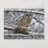 Versperde Uil Briefkaart (Voorkant)
