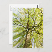 Verspreiding van wilgen in het voorjaar briefkaart (Voorkant / Achterkant)