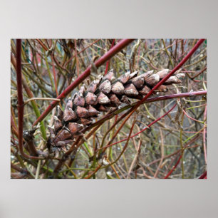 Verstraald fir cone poster