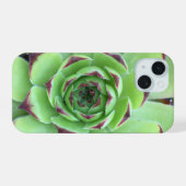 Vert avec pourpre Conseils Succulent Gros plan Pho (Verso Horizontal)