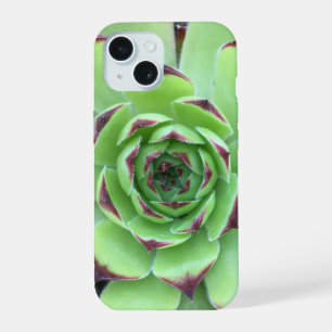 Vert avec pourpre Conseils Succulent Gros plan Pho