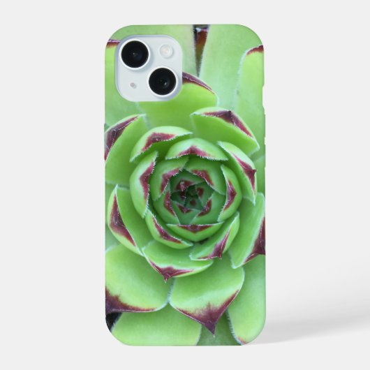 Vert avec pourpre Conseils Succulent Gros plan Pho (Verso)