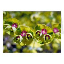 Vert et floraison 105