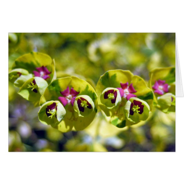 Vert et floraison 105 (Devant horizontal)