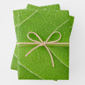 Vert feuillus mignon Gros plan de la feuille verte (En situation)