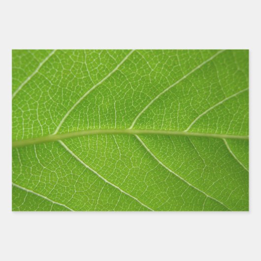 Vert feuillus mignon Gros plan de la feuille verte (Devant)