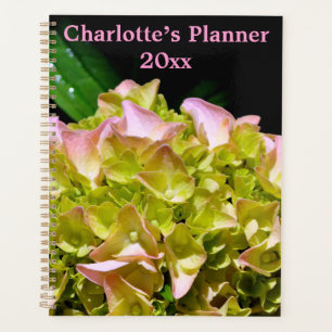 Vert jaune rose Hydrangea rose fleur jaune rose