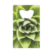 Vert Succulent Gros Plan Cactus (Dos)
