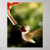 Vertaling van de Hummingbird Poster (Voorkant)