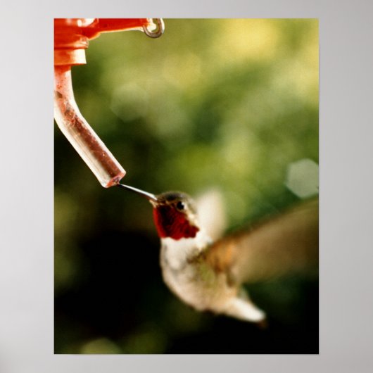Vertaling van de Hummingbird Poster (Voorkant)