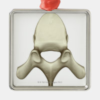 Vertebrae