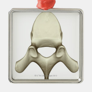 Vertebrae Metalen Ornament