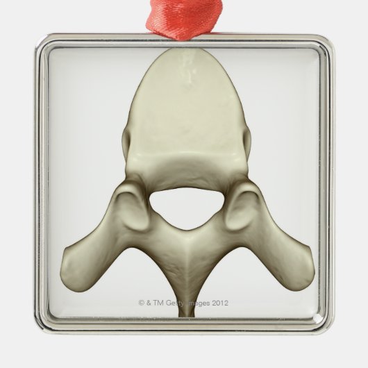 Vertebrae Metalen Ornament (Voorkant)
