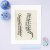 Vertebrae tekening flyer (Enkel)