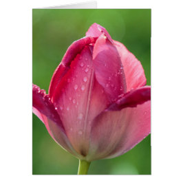Verticale opname van een roze tulp met dauw