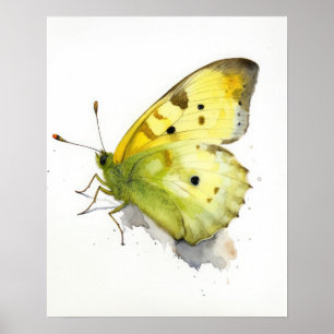 Vertroebelde zwavel vlinder Art Print Poster