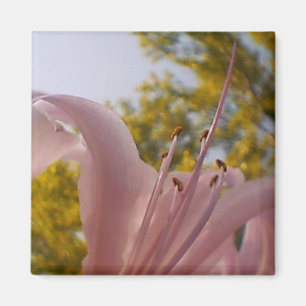 Vervaagde Lily Magnet Magneet
