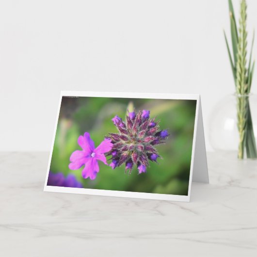 Verveine, carte (Devant)