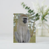Vervet Monkey Briefkaart (Staand voorkant)