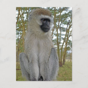 Vervet Monkey Briefkaart
