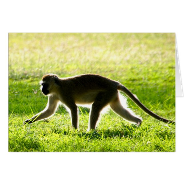 Vervet Monkey Morning (Devant Horizontal)