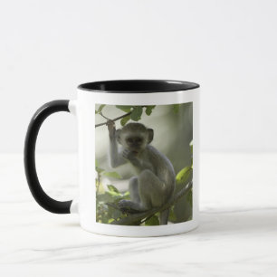 Vervet Monkey, Zimbabwe Mok