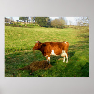 Vervoertijd voor de koe van Guernsey Poster