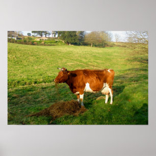 Vervoertijd voor de koe van Guernsey Poster