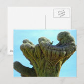 vervormde saguaro cactus.jpg briefkaart (Voorkant / Achterkant)