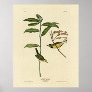 Verwarmd Warbler van de Amerikaanse vogels van Aud Poster