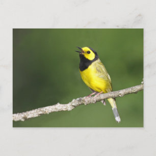 Verwarmde Warbler Briefkaart