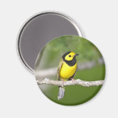 Verwarmde Warbler Magneet (Voorkant / Achterkant)