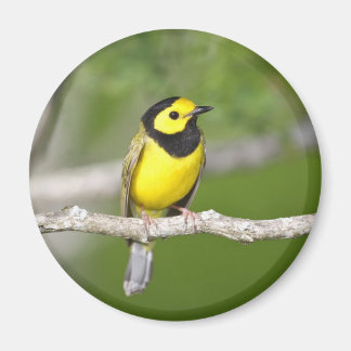 Verwarmde Warbler Magneet