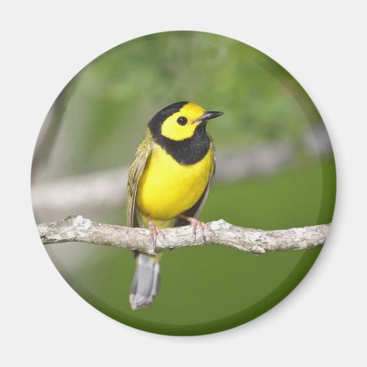 Verwarmde Warbler Magneet (Voorkant)
