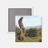 Verweerde boom in UK Peak District Magneet (Voorkant / Achterkant)