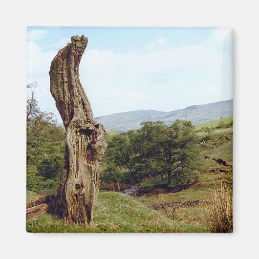 Verweerde boom in UK Peak District Magneet (Voorkant)
