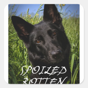 verwende zwarte Duitse herder Vierkante Sticker