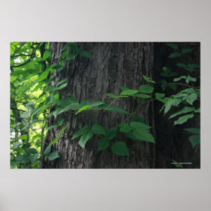 Verweven boomafdruk poster