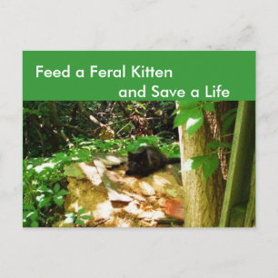 Verwilderde Kittens in Bos Hol Postkaart