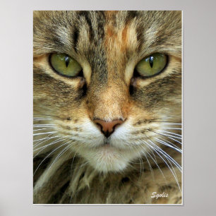 Verwilderde tabbykat met groene ogen portretprint poster
